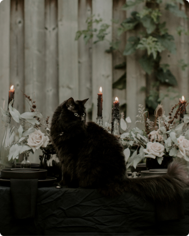 Elegant dark holiday tablescape with black cat, candles, and neutral flowers—quiet, moody photo for blogging content.